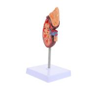 ifundom Realistico di Rene Umano Anatomia Dettagliata per L'istruzione della Scuola di Medicina Dissezione Renale Prop