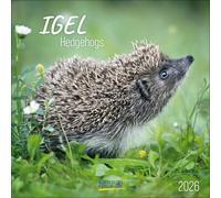 Igel 2026: Broschürenkalender mit Ferienterminen. Tierkalender mit viel Platz für Notizen. Mit Monatskalendarium zum Eintragen. 30 x 30 cm