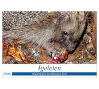 Igeleien - Begegnungen mit hungrigen Igeln (Wandkalender 2026 DIN A2 quer), CALVENDO Monatskalender: Igel an ihren Futterplätzen im Garten