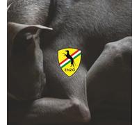 Iggy Enzo: The Italian Greyound