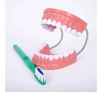 Igiene Dentale - Modello