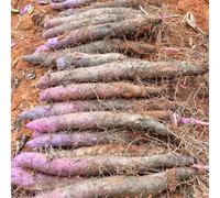 igname semi di nyame resistenti organici inverno giardino balcone medicinali interni 50pcs