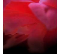 Ignis Fatuus - In Our Mad Bliss