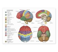 Il cervello da 4 prospettive Poster 60 x 40 cm Quadri Decorazione per pareti