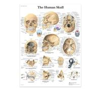 Il Cranio Umano, Poster E Stampe Su Tela, La Struttura Del Corpo, Lo Scheletro, L'Arte Murale, Il Sistema Nervoso, L'Anatomia, L'Educazione Medica 21X30Cm Senza Telaio