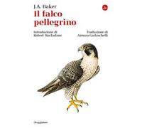 Il falco pellegrino
