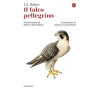 Il falco pellegrino