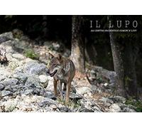 Il lupo del Centro Faunistico Uomini e Lupi