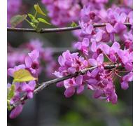Il magnifico Cercis, conosciuto come Albero di Giuda 2L