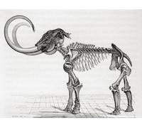 Il mammut lanoso (Mammuthus primigenius). Da Le Savant du Foyer ou Notions Scientifiques Sur Les Objets Usuels de la Vie pubblicato 1864 Poster Print di Ken Welsh (16 x 12)
