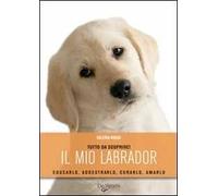 Il mio labrador