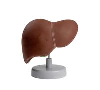 Il modello anatomico epatico della foglia mostra il modello di anatomia epatica permanente dei legamenti biliari delle foglie per gli ospedali