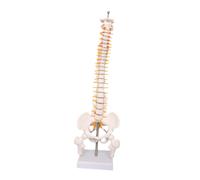 Il Modello Del Midollo Spinale Scientifico per Lo Studio Scientifico per Lo