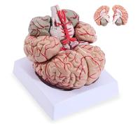 Il Modello dell’arteria cerebrale Umana, Un Modello anatomico Vitale del Cervello Umano, può Essere smontato in 9 Parti ed è utilizzato per l’insegnamento e la Ricerca Medica