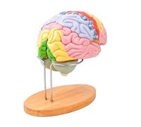 Il modello di anatomia della struttura della testa codificato colore ha ingrandito la testa umana con le componenti staccabili per la mente umana dell'aula