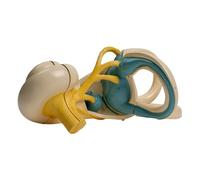 Il modello di anatomia dell'orecchio interno umano ingrandito mostra l'interno cocleare anatomico interno umano per il rapporto di lezione Anatomia orecchio
