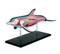 Il Modello di Insegnamento degli Organi Interni di Dolphin, Il Modello Anatomico, Il Modello Animale, I Modelli di Insegnamento di Biologia, Aiutando Il Puzzle per L'insegnamento.