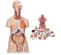 Il Modello di Scheletro Anatomico Unisex da 85 Cm del Modello di Torso Umano può Essere Realizzato in 23 Parti del Collo E Strutture Anatomiche degli Organi Interni