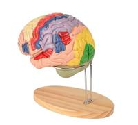 Il più recente Modello di Cervello Umano per l'insegnamento delle neuroscienze con Etichette Modello anatomico a grandezza Naturale 1,5 Volte per la visualizzazione dello Studio in Aula di s