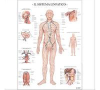 Il Sistema linfatico