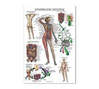 Il Sistema Linfatico Carta Anatomica Immagine Vintage Poster Nordic Canvas Educazione Pittura Arredamento Moderno Opere D'Arte 30X40Cm Senza Telaio