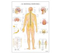 Il Sistema nervoso