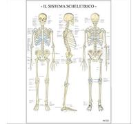 Il Sistema scheletrico dell'uomo