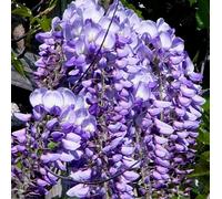 Il vigoroso Glicine cinese viola (Wisteria sinensis) 2L