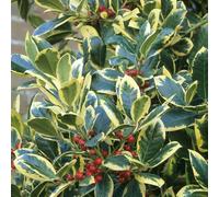Ilex altaclerensis Golden King - Pianta da siepe ornamentale sempreverde
