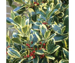 Ilex altaclerensis Golden King - Pianta da siepe ornamentale sempreverde