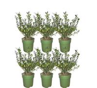 Ilex crenata 'Jenny'® - Set di 6 piante resistenti all'inverno, 1 metro, siepe sempreverde