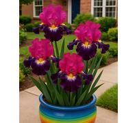 Illustrato con l'iride - Elegante, valorizzato, stile spaghetti, romantico e naturale.-4Bulbi-C