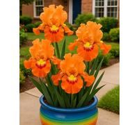 Illustrato con l'iris - Resistente e confortevole, perfetto per l'outdoor nel primordiale e nella tenuta.-4Bulbi-C