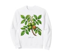 Illustrazione della pianta di Noce Juglans regia Felpa