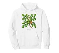 Illustrazione della pianta di Noce Juglans regia Felpa con Cappuccio