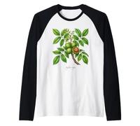 Illustrazione della pianta di Noce Juglans regia Maglia con Maniche Raglan