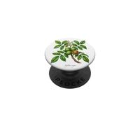Illustrazione della pianta di noce Juglans regia PopSockets PopGrip Adesivo