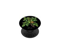 Illustrazione della pianta di noce Juglans regia PopSockets PopGrip Adesivo