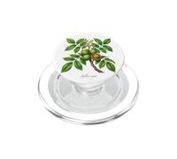 Illustrazione della pianta di noce Juglans regia PopSockets PopGrip per MagSafe