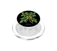 Illustrazione della pianta di noce Juglans regia PopSockets PopGrip per MagSafe