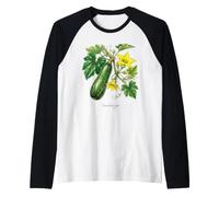 Illustrazione della pianta di zucchine Cucurbita Pepo Maglia con Maniche Raglan