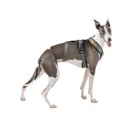 Imbracatura a 3 punti anti-scappamento - Ideale per Lebreles: levriero italiano, whippet, levriero, podenco - Sicuro, traspirante e durevole - Perfetto per camminare, allenare e correre - ANTRACITA,M