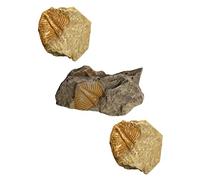 IMIKEYA 1 set Campioni Per Centrotavola Scientifici Di Trilobiti Educazione Scientifica Campioni Di Rocce Decorazioni Di Trilobiti Collezione Di Rocce Oggetti Di Scena Di 3 pezzi
