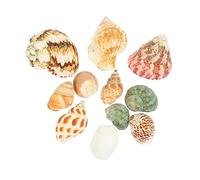 IMIKEYA 1 Set Decorazione del Serbatoio di Pesce Conchiglia Cisterna Conchiglie Accessori per Acquari Acquario Guscio della Casa del Granchio Eremita Ornamenti Ornamento Naturale