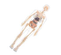 IMIKEYA Anatomia Corpo per Organi Rimovibili Modello Educativo Puzzle Organi per Apprendimento e Sviluppo Manuale