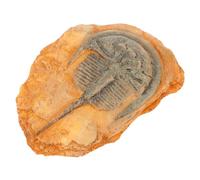 IMIKEYA Decorazione Insetti Paleontologica Esemplare Fossile Piccolo e Portatile per Insegnamento Collezione e Decorazione Scientifiche Accessorio Sicuro e Tattile per Paesaggi
