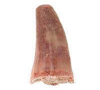 IMIKEYA Di Denti Canglong Oggetti Di Scena in Classe Esemplare Paleontologico Di Dente Scheletri Di Dinosauri Denti Di Dinosauro Bomboniere Marrone Chiaro Pietra