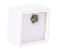 IMIKEYA Fossile Di Encrinite a Stella Pentagonale Con Contenitore, Esemplare Scientifico Didattico Per Scuola, Decorazione Da Tavolo Naturale e Sicura Per Collezione e Materiale Di Ricerca