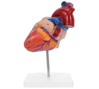 IMIKEYA Modello anatomico del cuore: parti realistiche del cuore per l'insegnamento dell'anatomia umana - Parti del corpo umano per studi medici, aule di scienze e psicologia