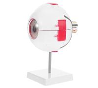 IMIKEYA Modello anatomico dell'occhio umano ingrandito con numerate smontabili per l'insegnamento medico e l'educazione del paziente anatomia oculare